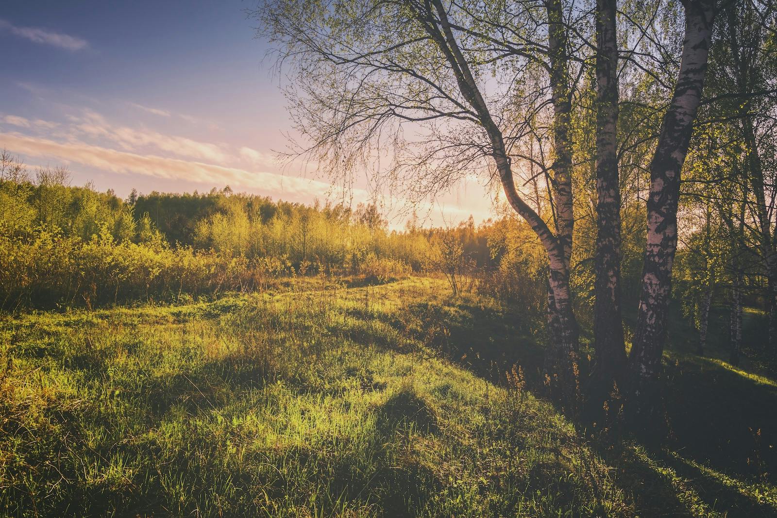 sunset-sunrise-spring-birch-forest-with-bright-young-foliage-glowing-rays-sun-shadows-from-trees-vintage-film-aesthetic-springtime-landscape copy.jpg